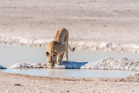 狮子饮用水非洲女性狮子水井中的饮用水背景