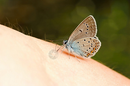 小蓝蝴蝶宏观蓝色热带动物生活翅膀昆虫自由背景图片