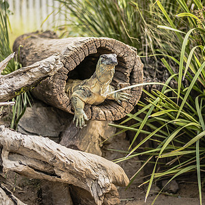 白天放蕾丝监视器蜥蜴巨蜥野生动物日志视器爬虫背景图片