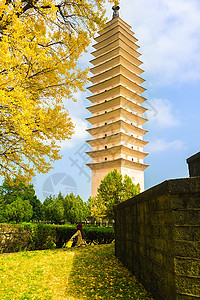 重生寺旅游银杏树寺庙旅行目的地宝塔背景图片