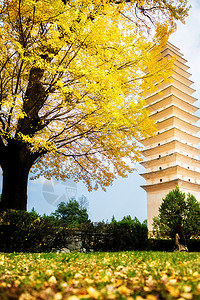 重生寺银杏树目的地寺庙宝塔旅行旅游背景图片