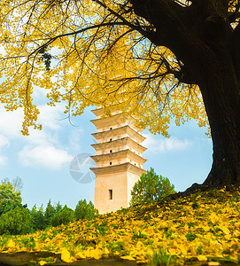 重生寺旅行银杏树旅游宝塔寺庙目的地背景图片