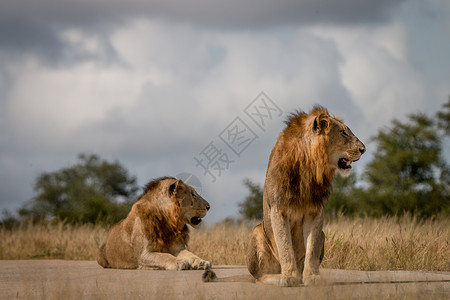 两只狮子两只雄狮坐在路上丛林旅行食肉大草原领导者濒危动物园野生动物环境力量背景