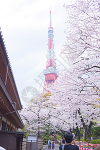 东京塔 有樱花花包围假期旅行目的地旅游樱花花朵高清图片