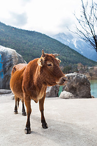 李江蓝月谷的牛旅行动物奶牛旅游目的地背景图片