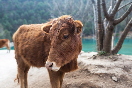 李江蓝月谷的牛动物目的地旅游旅行奶牛背景图片