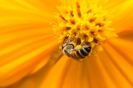 蜜蜂宏观动物昆虫背景图片