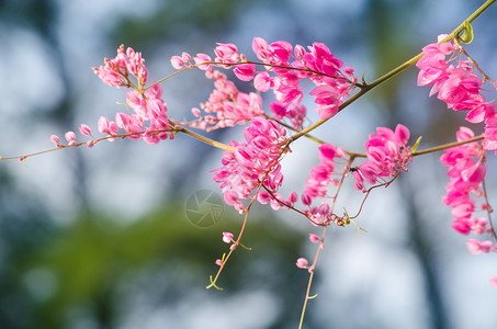 粉红花和绿色背景美丽 并有昆虫纹理庆典礼物生长植物群香味惊喜植物仪式花园背景图片