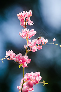 粉红花和绿色背景美丽 并有昆虫白色红色香味粉色庆典植物花束花园墙纸生长背景图片