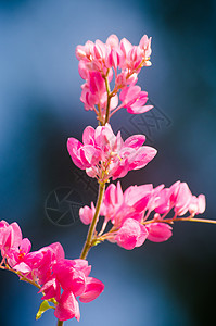 粉红花和绿色背景美丽 并有昆虫白色花束仪式香味生长植物墙纸纹理红色花园背景图片