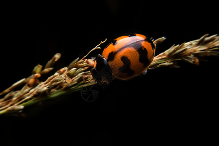 立体虫动物宏观瓢虫昆虫背景图片