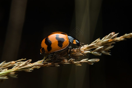 立体虫昆虫宏观动物瓢虫背景图片