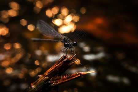 龙宏观蜻蜓昆虫黑色背景图片