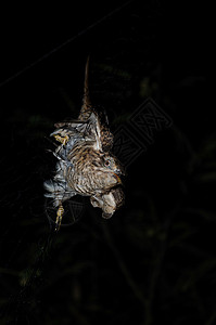 纯净的布谷鸟在网中捕捉热带荒野观鸟生态衬套苔藓生物学歌曲栖息地动物背景图片