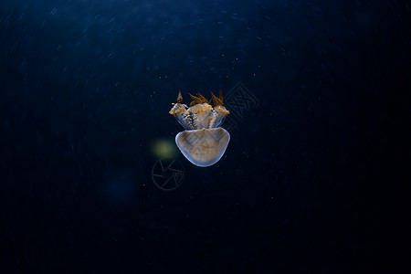 水果冻奶果冻鱼水族馆海蜇海上生活色彩动物背景