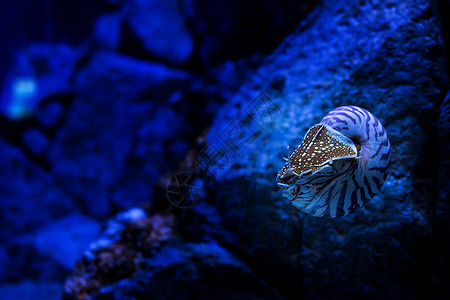 鹦鹉螺水族馆海上生活旅游旅行目的地动物背景图片