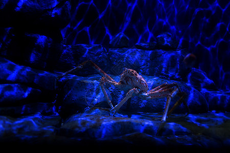 巨型日本蜘蛛蟹目的地动物海上生活旅游蜘蛛蟹旅行螃蟹水族馆背景图片