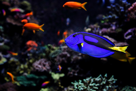 水鱼鱼水族馆目的地旅游海上生活观赏鱼动物旅行背景图片