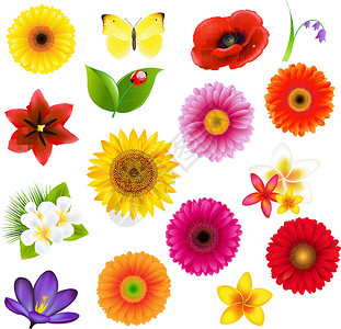 大滨菊令人赞叹的大花朵和彩叶集设计图片