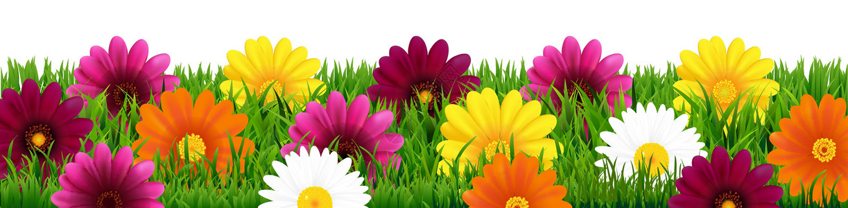 Gerbers 框架青菜植物学菊花雏菊植物宏观团体收藏花瓣紫色背景图片