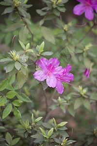 紫色灌木盛开植物群高清图片