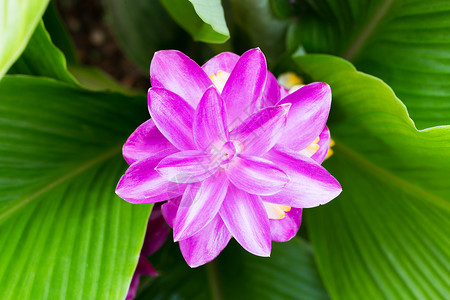 克拉柴花白色植物太阳粉色蓝色森林公园场地绿色旅游背景图片