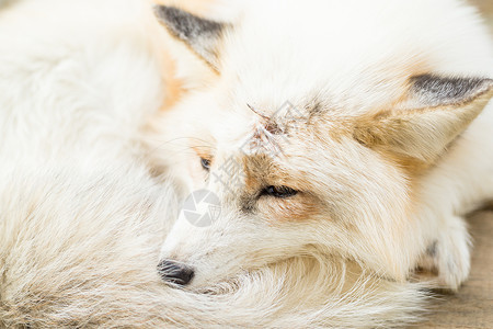 狐狸眼沉睡的硫浆背景