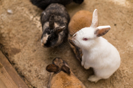 小兔子花园婴儿叶子耳朵毛皮动物外壳野生动物草地软盘背景图片