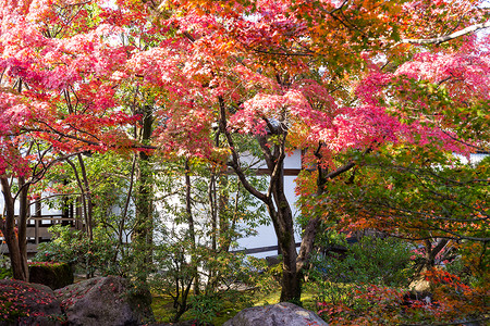 秋天的Kokoen花园古园公园红叶旅行植物池塘文化寺庙红色绿色姬路高清图片素材