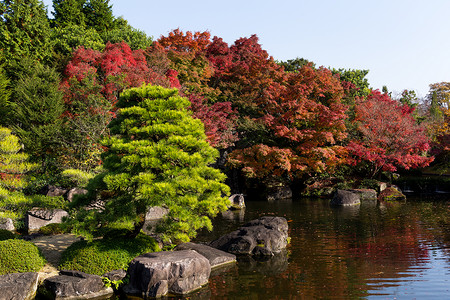 传统Kokoen花园 配有青树建筑学季节池塘遗产红叶石头旅行植物公园叶子背景图片