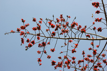 或丝棉花丝绸雌蕊红色植物花瓣花园天空树木热带药品背景图片