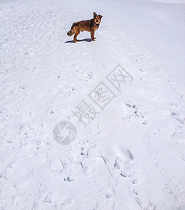 雪中一只狗在往回看高清图片