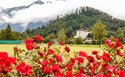 阿尔卑斯玫瑰旅游艾格峰高清图片