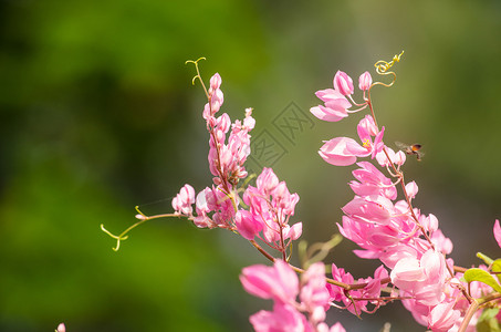 粉红花和绿色背景美丽 并有昆虫仪式惊喜庆典礼物香味纹理墙纸植物群花束红色背景图片