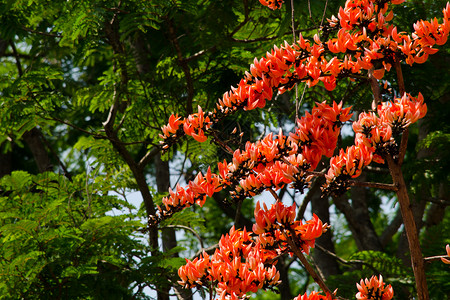 五片混蛋Teak Flower场地传单天空树叶叶子环境丛林橙子花朵花瓣背景