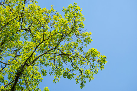 绿色脱离背景和蓝天空叶子框架植物绿叶纹理树叶环境植物群木头热带背景图片