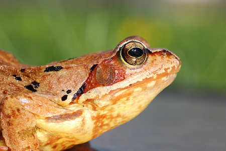 常见青蛙剖形视图高清图片