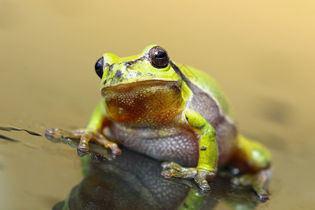 玻璃表面的可爱树青蛙背景图片