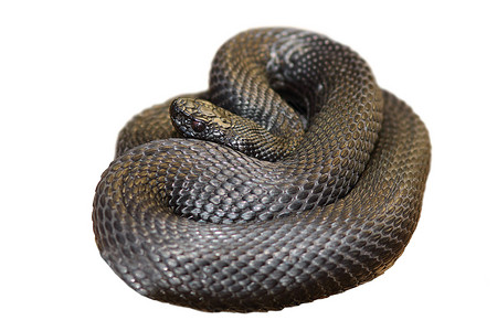 孤立的黑硝基伏尔斯基毒蛇高清图片