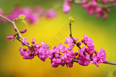 花朵中刺毛的日本樱桃树高清图片