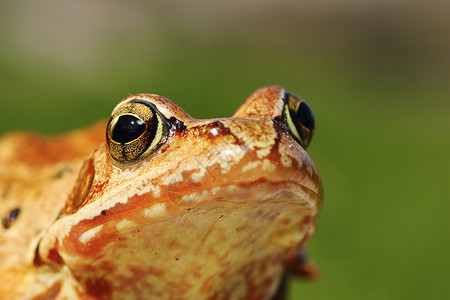 疱疹科欧洲普通青蛙的宏观肖像背景