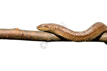 在树枝上攀爬的光滑蛇背景图片
