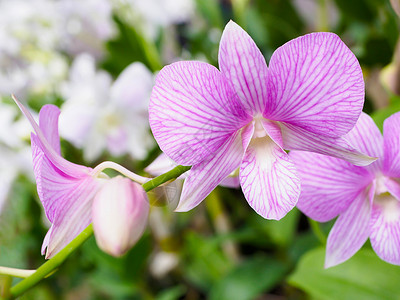 花园里有浅紫兰花兰花美丽植物学热带紫色情调宏观绿色异国植物群背景图片