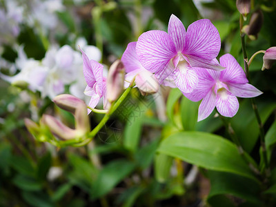 花园里有浅紫兰花植物学植物群美丽紫色宏观公园热带白色粉色绿色背景图片