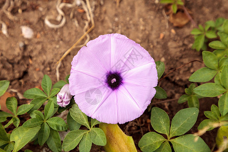 紫色清晨 光荣的花朵宏观荣耀花瓣藤蔓绿色背景图片