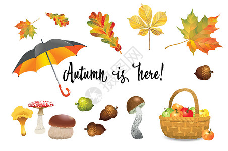 篮子蘑菇树叶秋季对象集 和落叶 矢量图合集插画