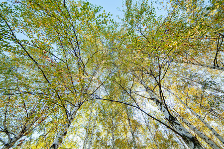 西弗比齐树国家桦木风景蓝色美丽公园木头季节叶子天空背景图片