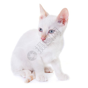演播室里的小猫宠物白色工作室动物猫科背景图片