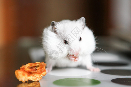 老鼠咬过想吃苹果的可爱滑稽白色仓鼠头发老鼠婴儿宏观动物惊喜乐趣胡须鼻子哺乳动物背景