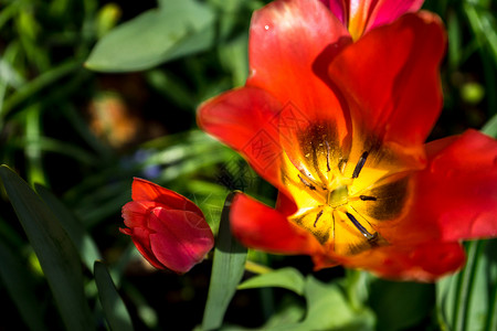 花园坛具有美丽背景的色彩多彩的郁金花花坛水仙花兰花花束灯泡旅游旅行花瓣公园场地背景